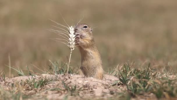 European Ground Squirrel Eating Stalk Grain Spermophilus Citellus — Stock Video
