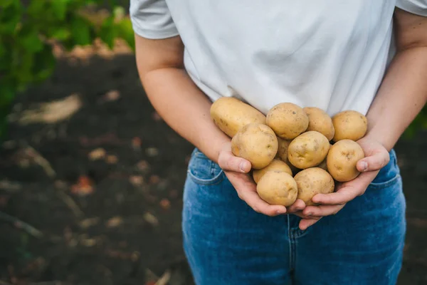 Eine Frau Hält Kartoffeln Ihren Händen Gesunde Biolebensmittel Gemüse Landwirtschaft — Stockfoto