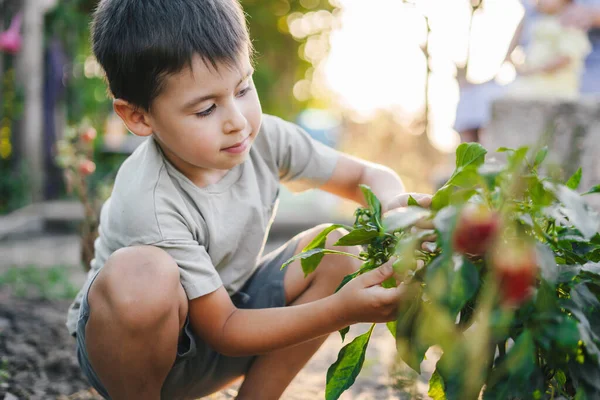 Кавказский Мальчик Собирает Урожай Собственного Поля Солнечный Летний День Веселая — стоковое фото