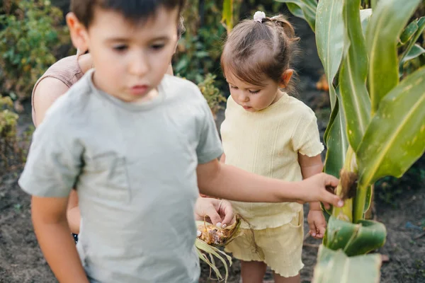 Lustiges Kind Das Spaß Landwirtschaft Und Gemüseanbau Maisfeld Hat Erntedankfest — Stockfoto