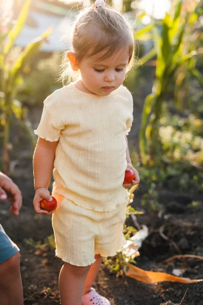 Menina Bebê Pegando Tomates Orgânicos Vermelhos Maduros Estufa Com Seu — Fotografia de Stock