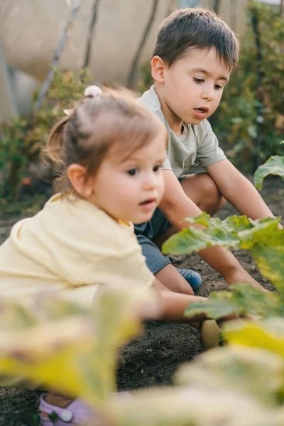 Aile Bahçesinde Çalışırken Bir Erkek Kız Çocuğunun Portresi Aile Serada — Stok fotoğraf
