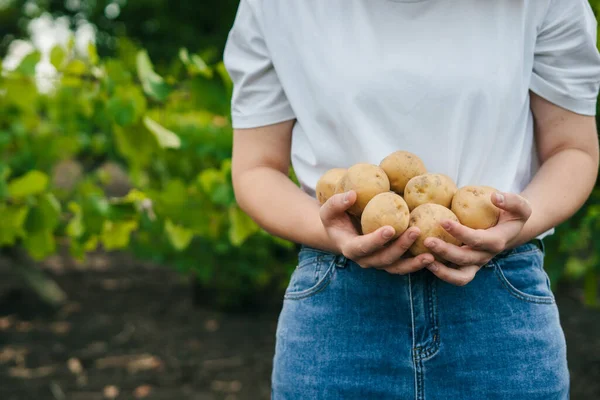 Die Bäuerin Hält Ein Bündel Kartoffeln Der Hand Die Sie — Stockfoto