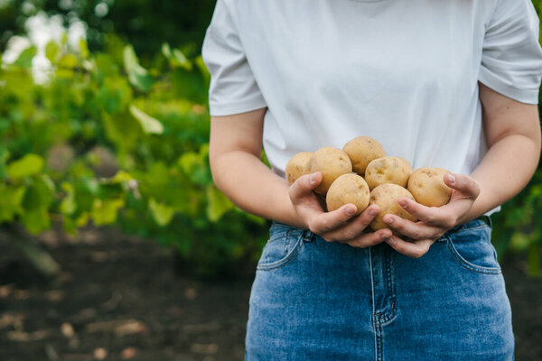 The farmer holds on her hands a bunch of potatoes collected from the garden. The concept of harvest and gardening. Seasonal gardening. Growing food.