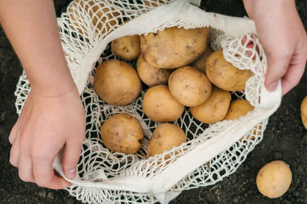 Kadın çiftçilerin ellerinin patates toplayıp eko torbaya koyduğu yakın plan görüntüler. Organik sebze yetiştiriciliği. Mevsimlik bahçıvanlık. Çiftçi tarlası.