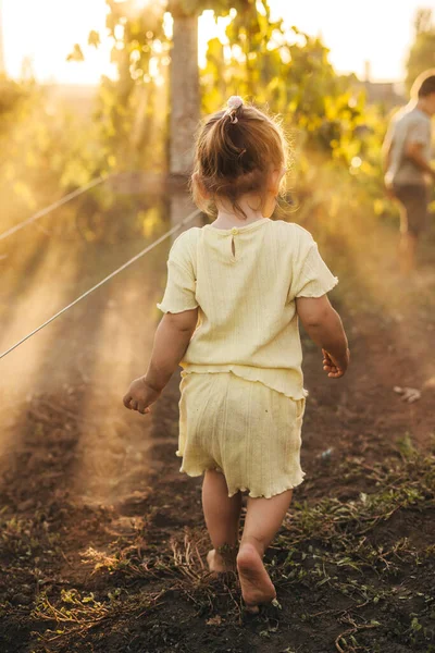 Yaz Günü Üzüm Bağında Yürüyen Bir Bebeğin Arka Görüntüsü Sonbahar — Stok fotoğraf