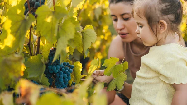 Mutter Und Kind Helfen Bei Der Traubenernte Auf Ihrem Hof — Stockfoto