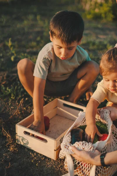 Boş Bir Tahta Kutuyu Taze Toplanmış Sebzelerle Dolduran Iki Çocuk — Stok fotoğraf