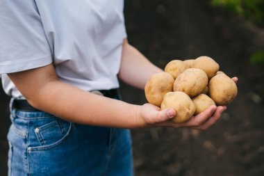 Kadın bir çiftçinin elleri organik ve organik tarla bahçesinden toplanmış taze çiğ patates yığınını gösteriyor. Organik sebze yetiştiriciliği. Sağlıklı