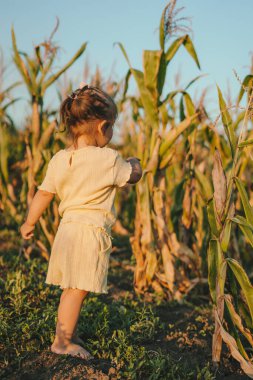 Sarı kıyafetli küçük bir çocuk sonbahar sezonu boyunca çiftlikteki bir mısır tarlasında kalıyor. Çiftlik arazisi. Güzel gün batımı. Sonbahar doğası. Doğa Yazı