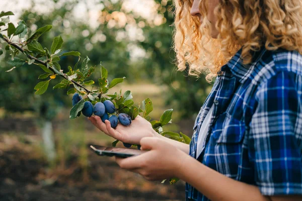 果樹園に立って この年の果物を見ている間 若い女性は電話を見ています ビジネス農業の庭 電話を使って庭の木の女の子 — ストック写真