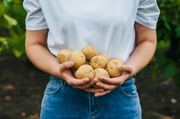 Großaufnahme Von Oben Bäuerinnen Halten Einen Strauß Kartoffeln Der Hand — Stockfoto