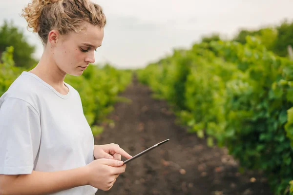 Side view of a pretty young agronomist woman holding tablet in hands, standing in vineyards during harvest season. Copy space. Modern agricultural, harvest