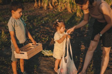 Küçük kız sebze çantasını çorbası tarafından tutulan tahta kutuya koymaya çalışıyor. Doğa Ana. Dışarıda mutlu bir aile. Sağlıklı çiftlik.