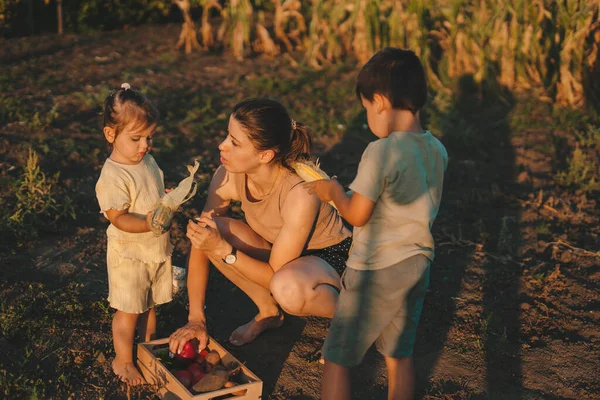 stock image Portrait of a woman with her two kids putting fresh ripe vegetables into wooden box, helping with picking harvest in the garden at sunset. Farm organic autumn