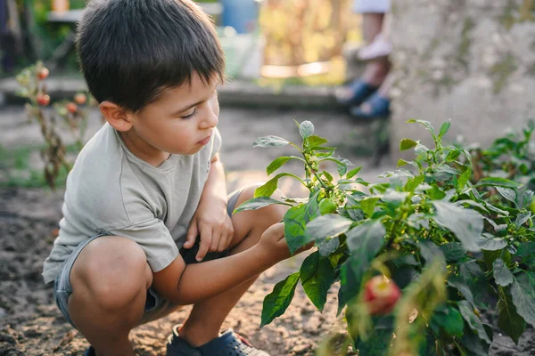 Netter Junge Zupft Paprika Von Einem Zweig Einem Grünen Garten — Stockfoto