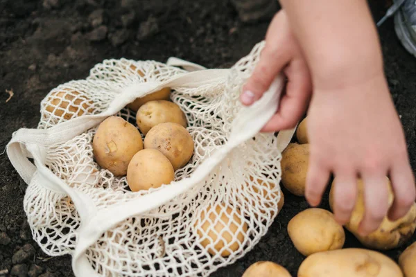 フィールドで収穫を収集しながら 女性の手に新鮮なジャガイモ 手はジャガイモを収集し 任意の目的のために素晴らしいデザイン 有機食品の生産 — ストック写真