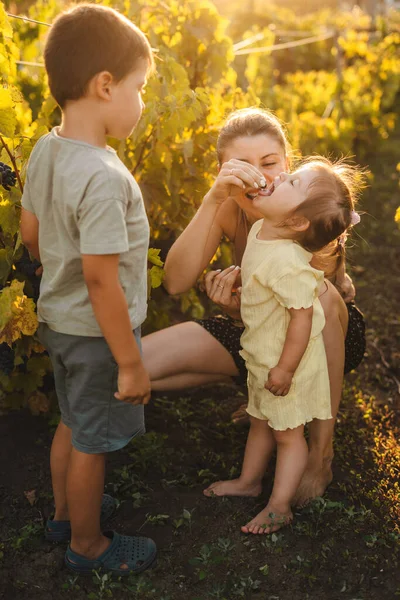Anne Iki Çocuğu Üzüm Bağlarının Tatlı Taze Üzümlerini Tadıyorlar Sağlıklı — Stok fotoğraf