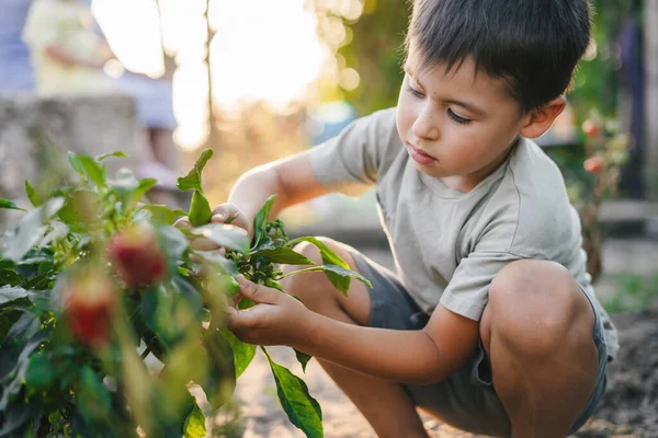 Neşeli Pozitif Çocuk Bahar Aile Aktivitelerinden Zevk Alıyor Bahçelerinden Hasat — Stok fotoğraf