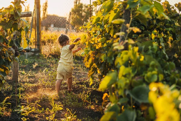 弟と遊んでいるブドウ畑を駆け抜ける少女のリアビュー 秋晴れ — ストック写真