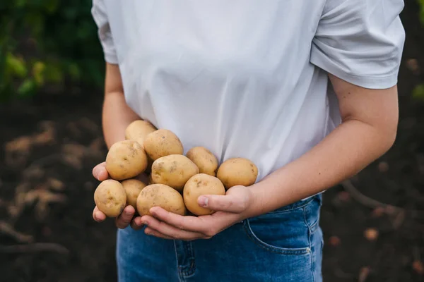 Frauenhände Mit Frischer Ernte Gesunde Biolebensmittel Gemüse Landwirtschaft Aus Nächster — Stockfoto