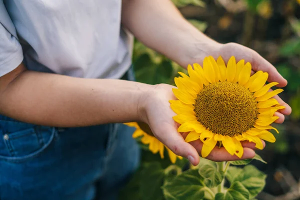 Bauernhände Zeigen Vor Laufender Kamera Die Erfolgreiche Blüte Einer Sonnenblume — Stockfoto