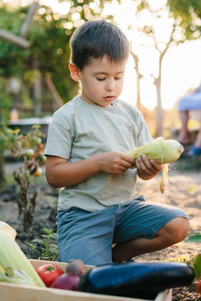 Lustiger Kleiner Junge Pflückt Frisches Gemüse Gewächshaus Und Hilft Seiner — Stockfoto