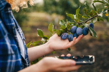 Young woman agronomist checking growth of plums in orchard. Farmer takes notes on phone. Agro business concept