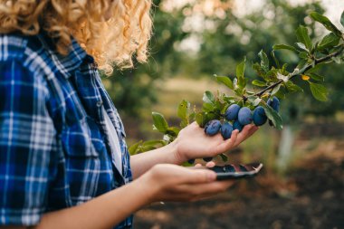 Farmer is at orchard, checking quality of plums fruits, holds smartphone. Concept : Smart farmer, use technology wireless internet to search and do research