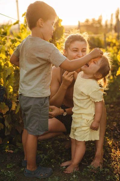 Ayoung, happy family of three people, mother, baby, and young child, standing outside in the vines, at sunny autumn evening.