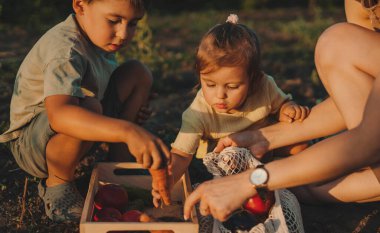 Çiftçi ailesi bahçede taze toplanmış sebzeleri depoya götürmek için ahşap kutuya koyarlar. Bahçe doğası.