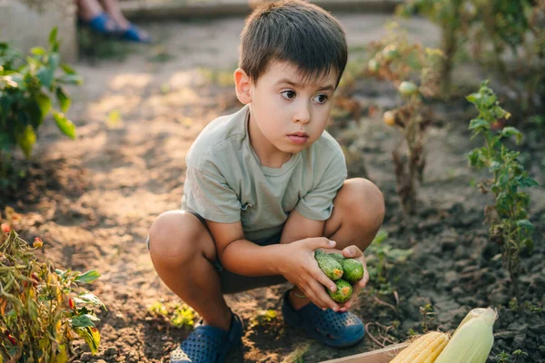 庭からキュウリを集める小さな男の子が庭に座っている 健康食品の概念 農場でキュウリを選ぶ子供 秋の収穫 — ストック写真