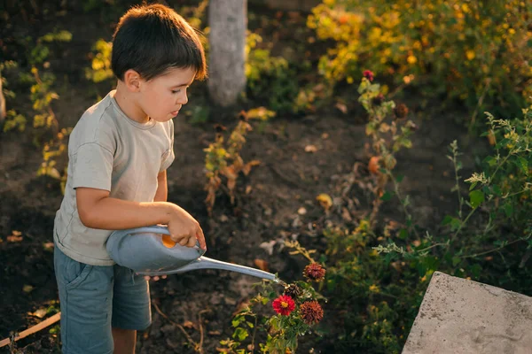 Kaukasische Kinder Gießen Die Pflanze Bei Sonnenuntergang Und Arbeiten Garten — Stockfoto