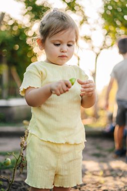 Mutlu küçük oğlan yazın organik çiftlikte sebze topluyor. Sıcak, güneşli bir günde sağlıklı sebzeleri tutan bir çocuk. Gülen surat. Organik yiyecekler.