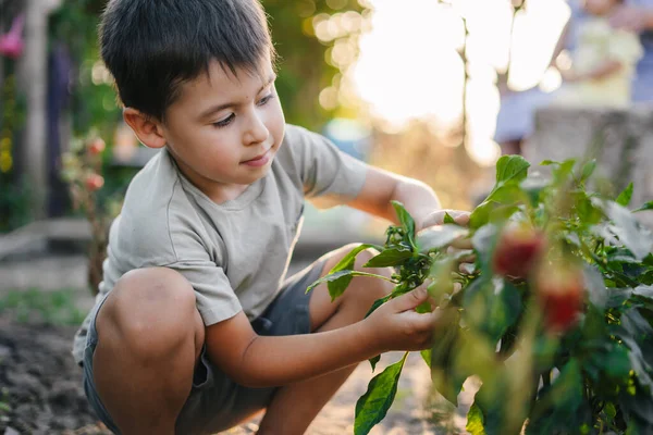 Счастливый Маленький Мальчик Помогает Семье Собирать Овощи Заднем Дворе Фермы — стоковое фото