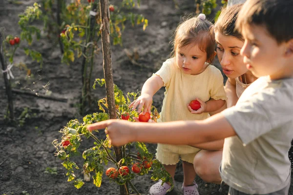 Mutter Und Zwei Kinder Checken Rote Tomaten Ihrem Gewächshaus Lebensstil — Stockfoto