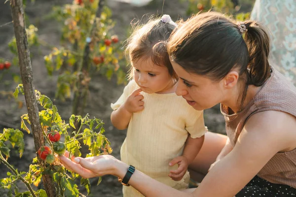 小さな赤ちゃんの女の子は 母親から成長している生物学と食べ物についてもっと学びます 人々の生活様式 母なる自然 庭の自然 — ストック写真