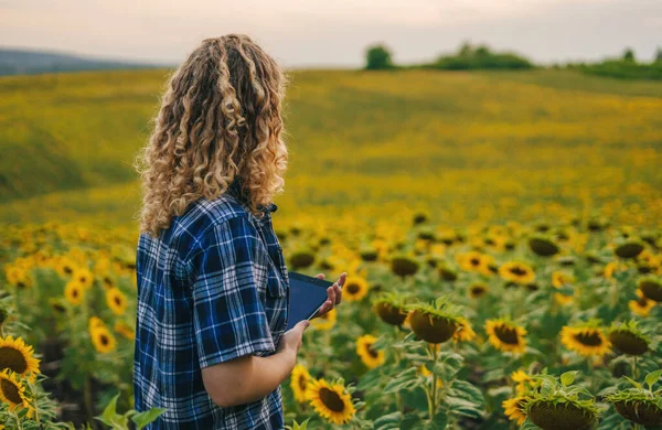 Farmer Woman Working Tablet Sunflower Field Inspecting Blooming Sunflowers Businesswoman — Stock Photo, Image