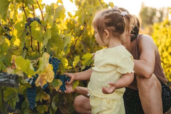 Glückliches Porträt Einer Mutter Mit Ihrem Kleinen Mädchen Das Weintrauben — Stockfoto