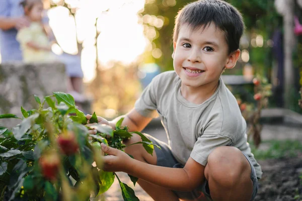 Küçük Gülümseyen Çocuk Aile Bahçesinde Sebze Topluyor Aydınlık Bir Gün — Stok fotoğraf