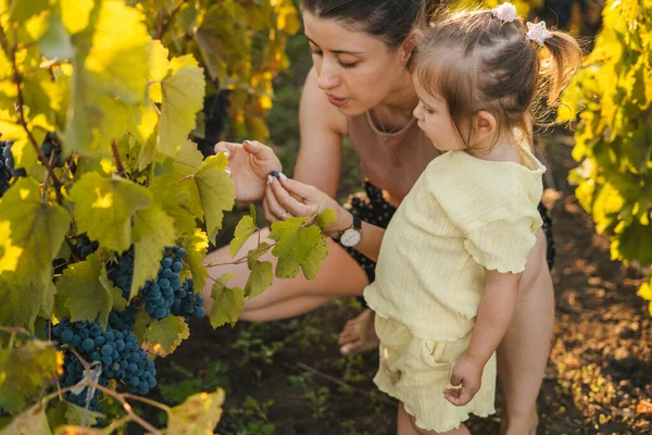 Mother with her baby daughter farmers checking crop of grapes on ecological farm. Gardening. Natural beauty. Family portrait.