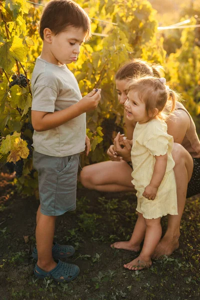 Anne Çocukları Gün Batımında Üzüm Toplayarak Eğleniyorlar Doğal Güzellik Aile — Stok fotoğraf