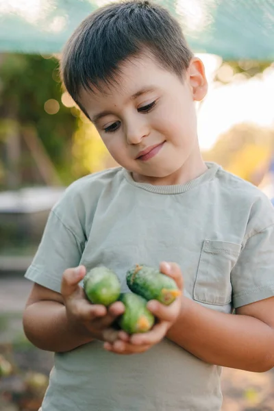 Retrato Niño Disfrutando Recogiendo Pepinos Del Jardín Sosteniendo Pepinos Ambas — Foto de Stock