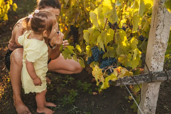 Mutter Und Tochter Erkunden Die Weinberge Und Probieren Die Diesjährigen — Stockfoto