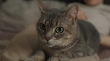 Anne, küçük kızına evde yatakta yatarken kedi hayvanını nasıl nazikçe okşayacağını öğretiyor. Gülümseyen mutlu çocuk. Mutlu bir aile. Güzel portre..