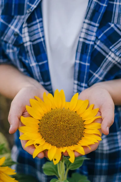 Close-up womans hands holding a beautiful sunflower flower, standing in the home garden. Spring, summer landscape. Beautiful natural landscape. Autumn nature