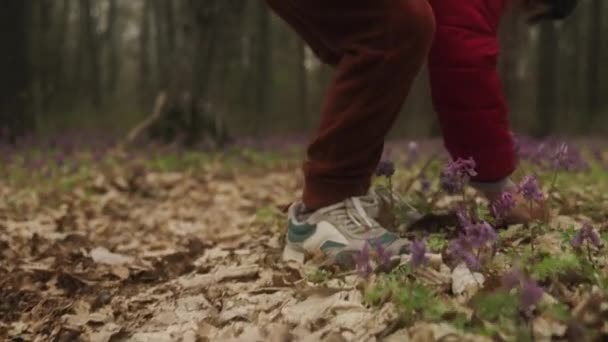 Cute Little Boy Zbieranie Dzikich Kwiatów Świeżym Polu Kwiatowym Lesie — Wideo stockowe