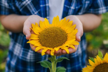 Başka bir ayçiçeğinin arasında duran, dişilerin elindeki ayçiçeğinin güzel yakın plan resmi. Büyük sarı ayçiçeği tarlası. Hasat zamanı