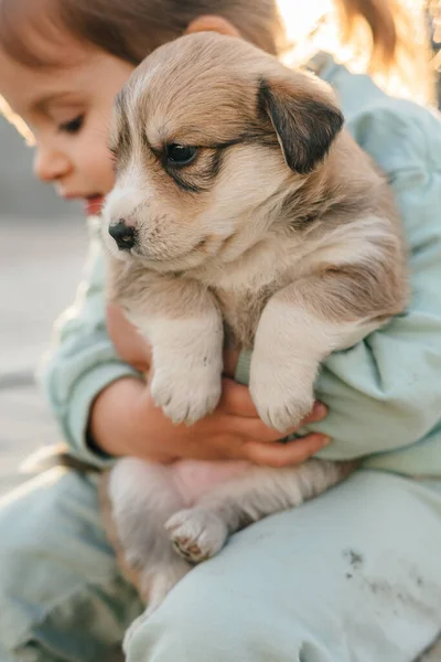 かわいい赤ちゃんの女の子は外の夕日でかわいい子犬を抱いています かわいいふわふわの子犬を愛撫人 養子縁組の概念忠実な友人 — ストック写真