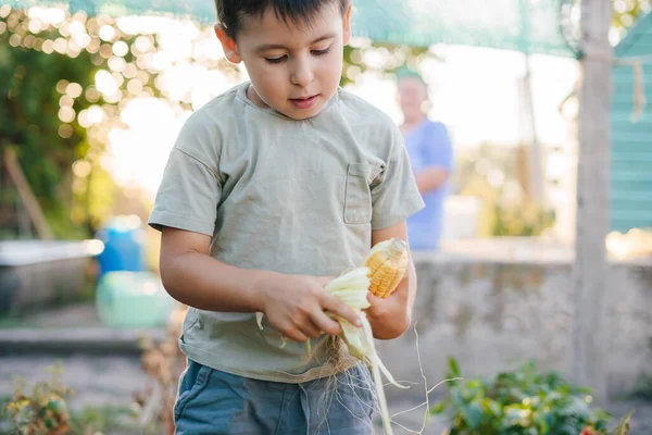 農家の裏庭で有機栽培の野菜を収穫するために家族を助ける小さな男の子 健康的なベジタリアン料理 地元の仕事だ — ストック写真